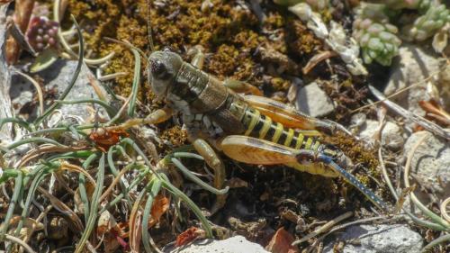 Réf. 329 297 : Podisma amedegnatoae